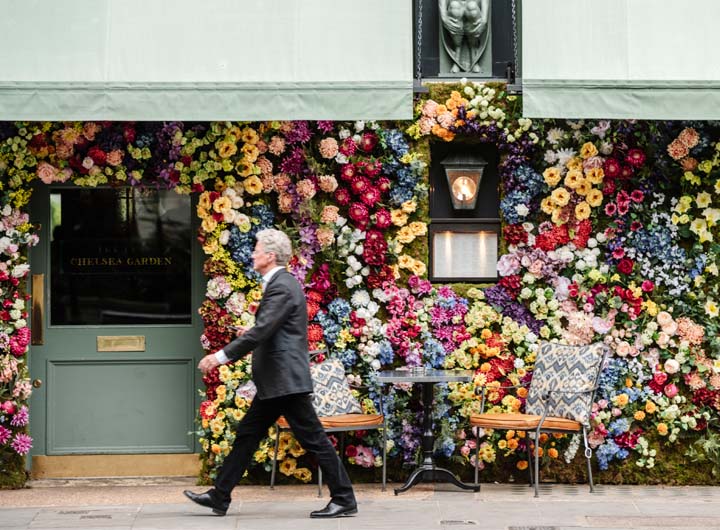 The Ivy in Bloom
